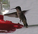 BAHummingbirds